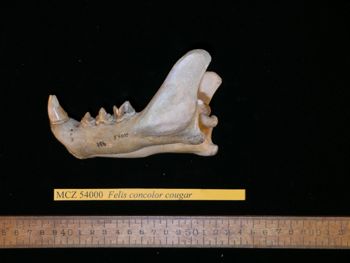 Media type: image;   Mammalogy 54000